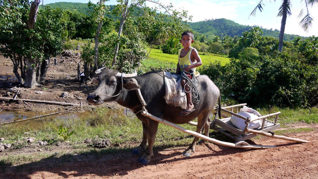 Enfant sur le dos d'un bufle Carabao aux Philippines.