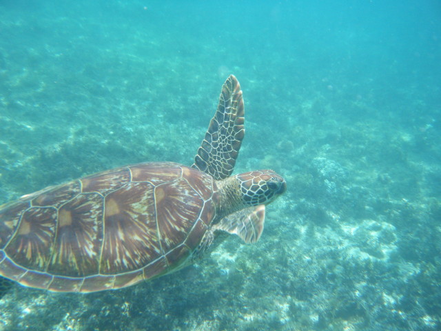 Tortue de mer autour de l'île d'Apo aux Philippines.